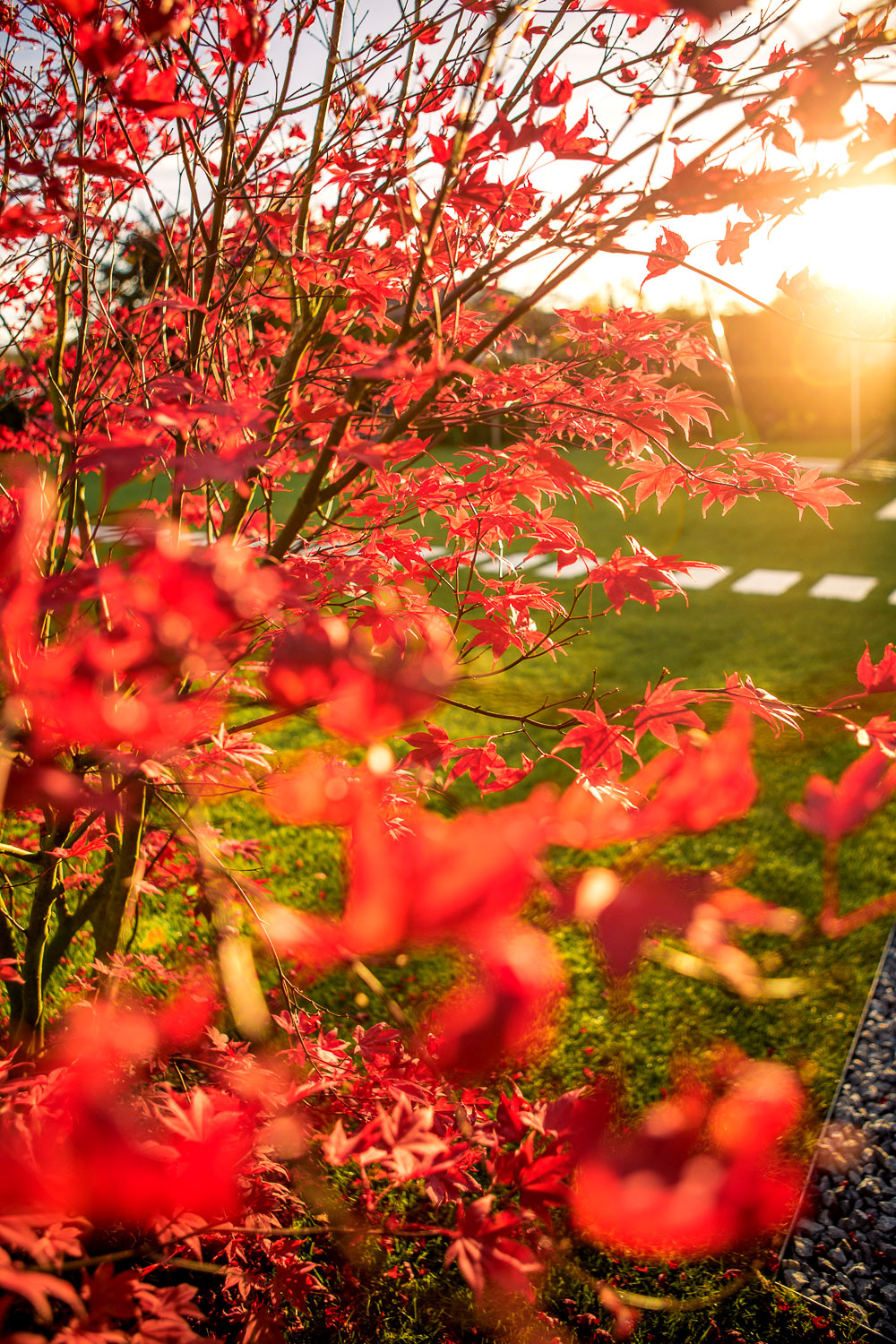 rotfärbende Fächer-Ahorn