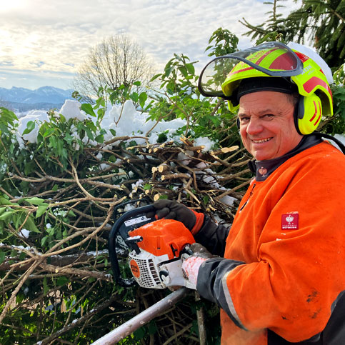 Baumfällung, Baumabtragung