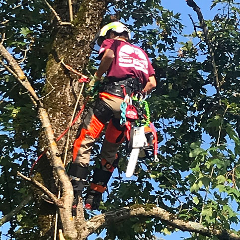 Baumplfege, Baumschutz, Kronensicherung