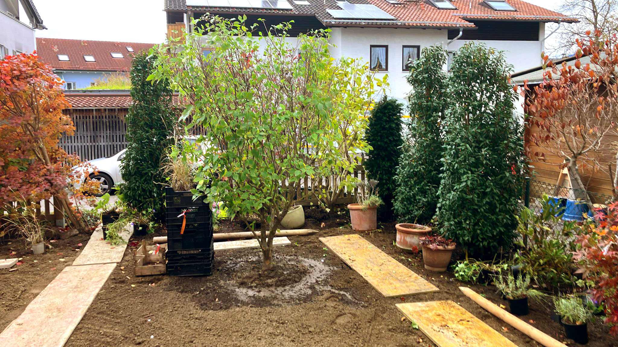 Cornus kousa `China Girl` zur Blüte
